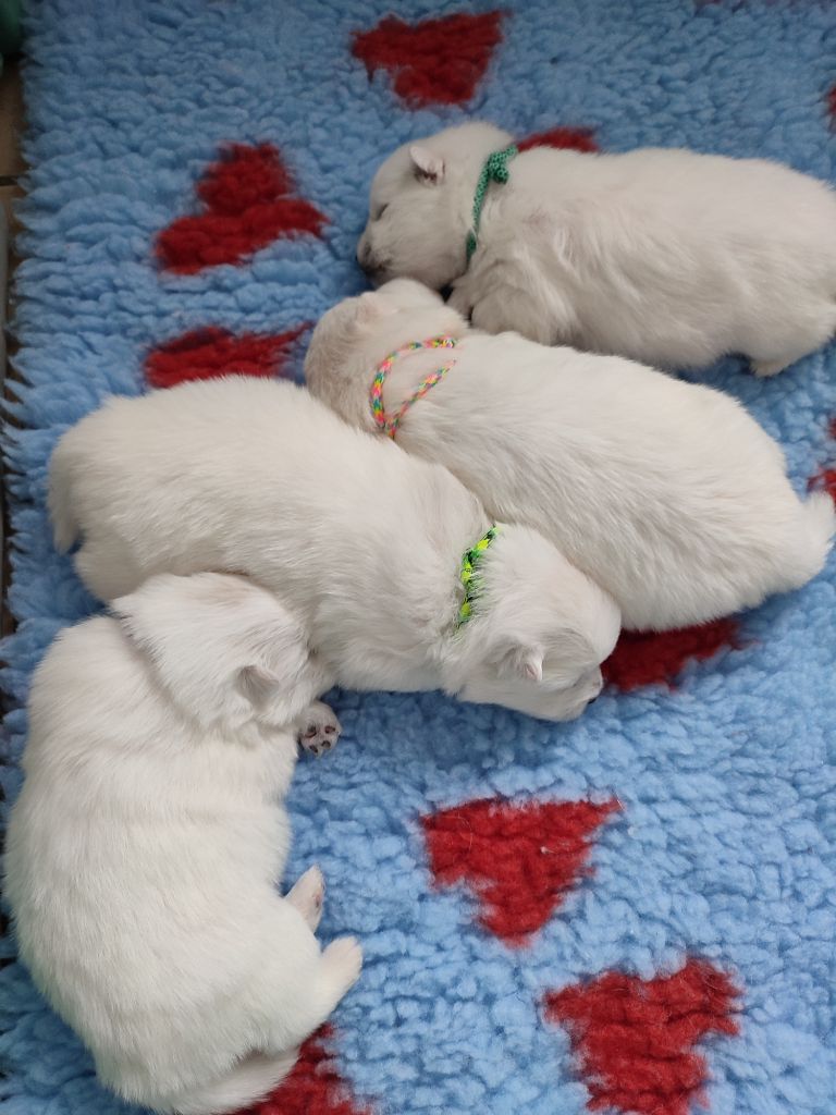 chiot Spitz japonais de la petite montagne couronnée