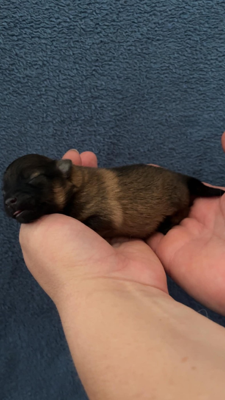 de la petite montagne couronnée - Chiots disponibles - Volpino Italiano