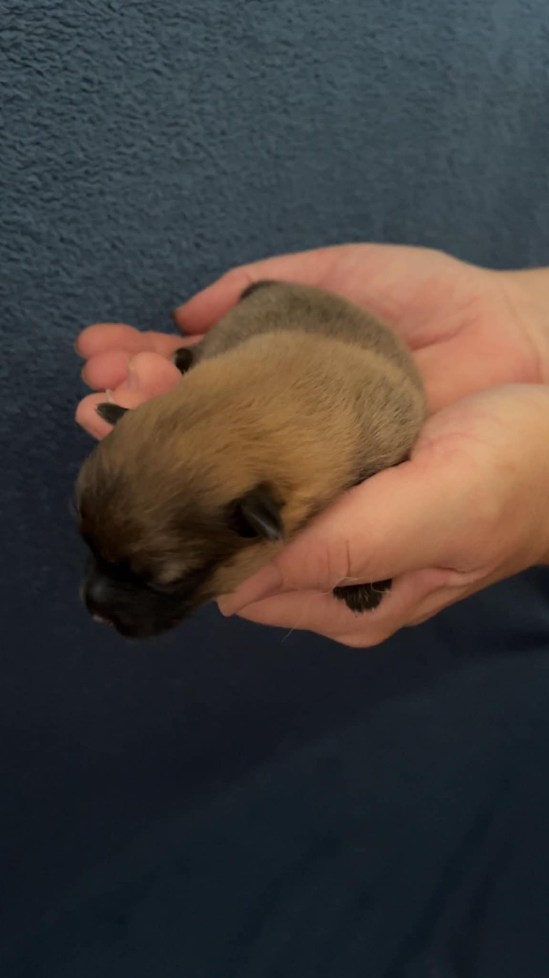 de la petite montagne couronnée - Chiots disponibles - Volpino Italiano