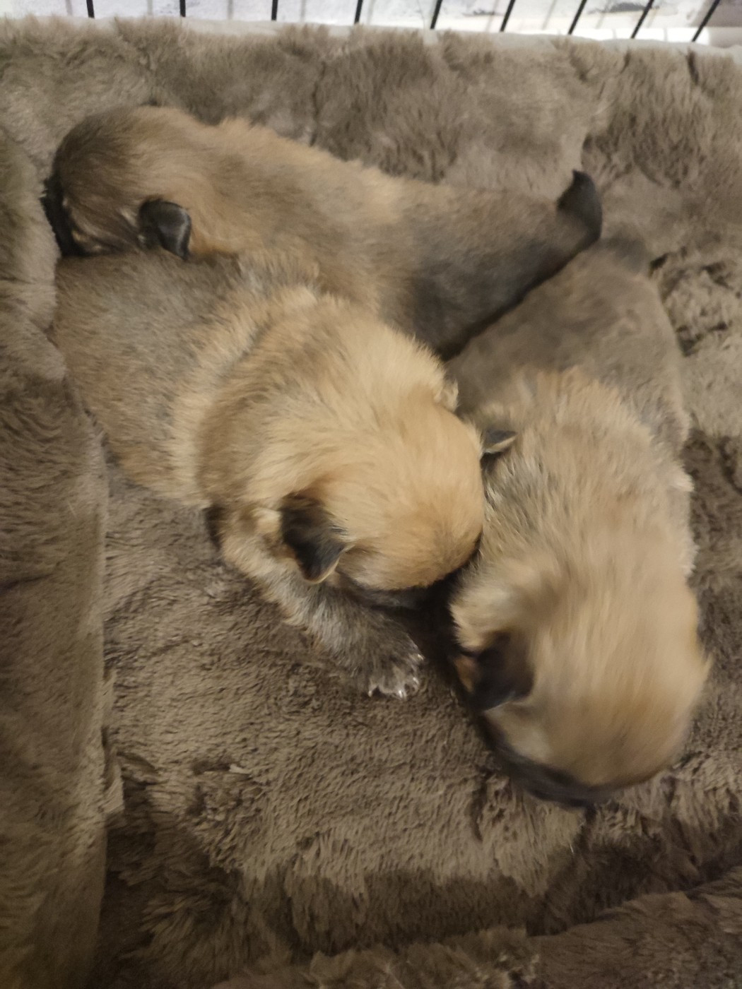 Chiot Volpino Italiano de la petite montagne couronnée