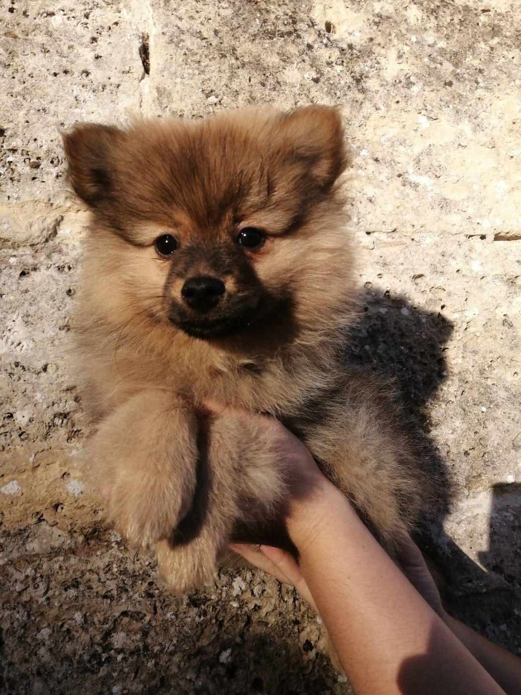 de la petite montagne couronnée - Chiots disponibles - Volpino Italiano