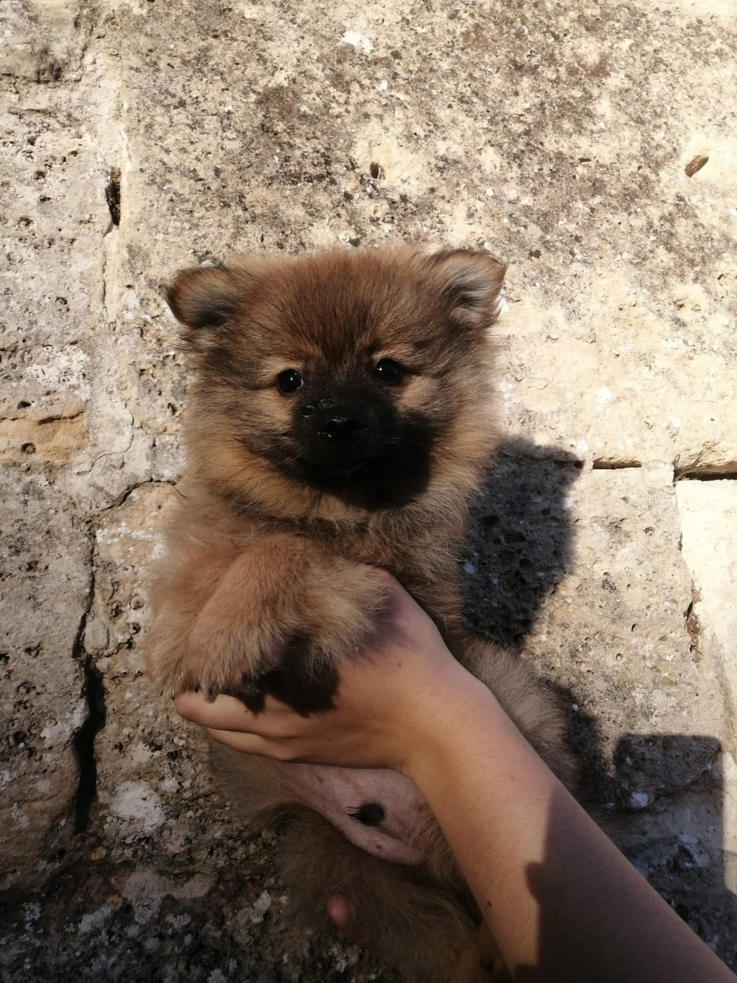 de la petite montagne couronnée - Chiots disponibles - Volpino Italiano