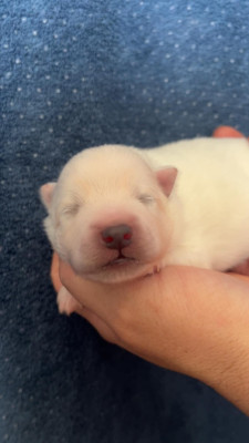 Chiot N°4
