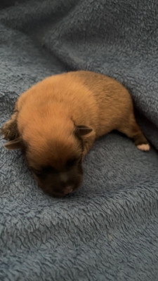 CHIOT 3