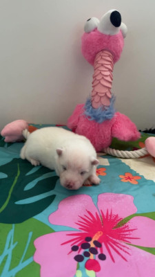 Chiot N°1
