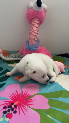 Chiot N°2