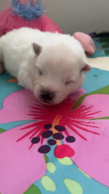 Chiot N°3