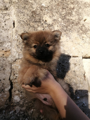 Bellezza Loukas