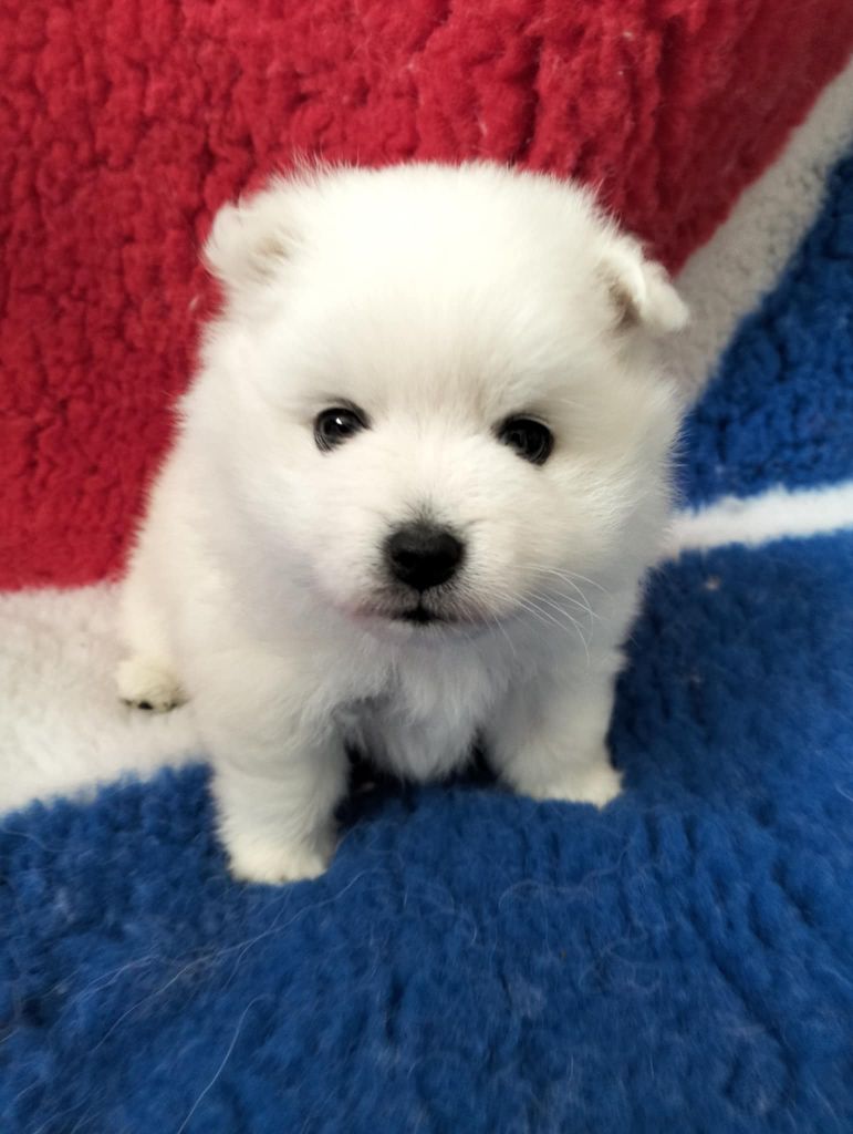 de la petite montagne couronnée - Chiots disponibles - Spitz japonais