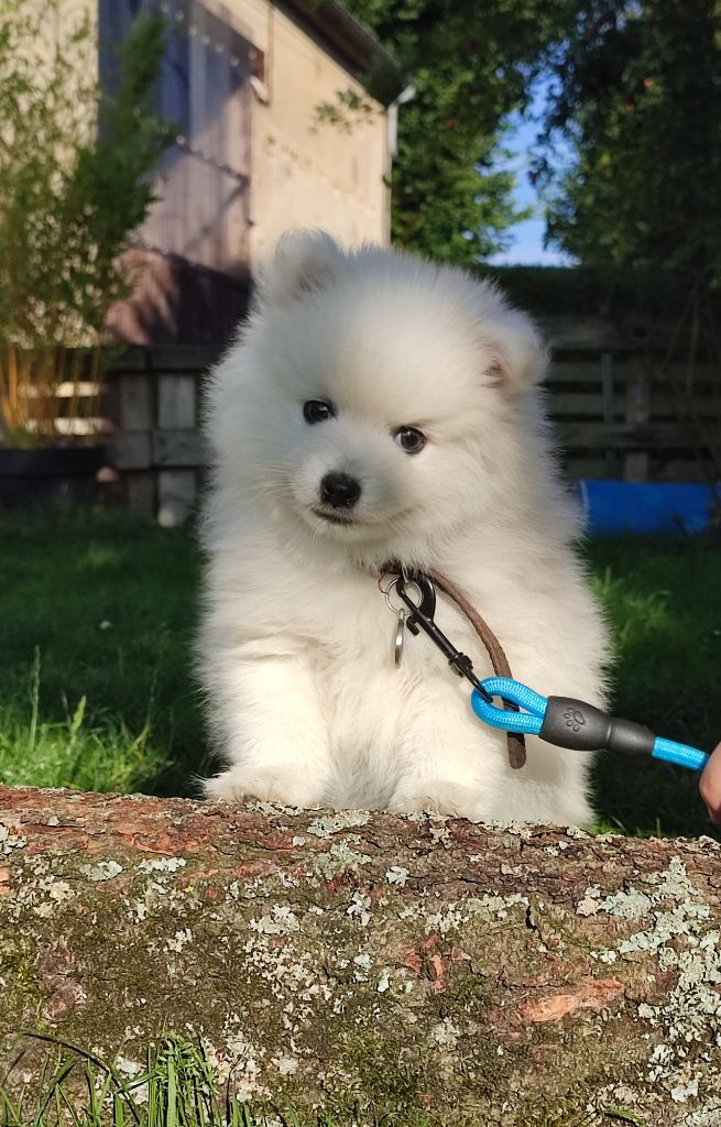 de la petite montagne couronnée - Chiots disponibles - Spitz japonais